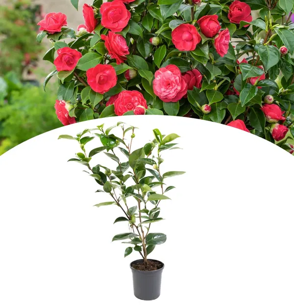 Camellia_Double_Petaled_Rose_Colour_Flowers_Live_Plant_Perfect_For_Your_Balcony_And_Home_Garden_Healthy_Live_Flowers_Plant