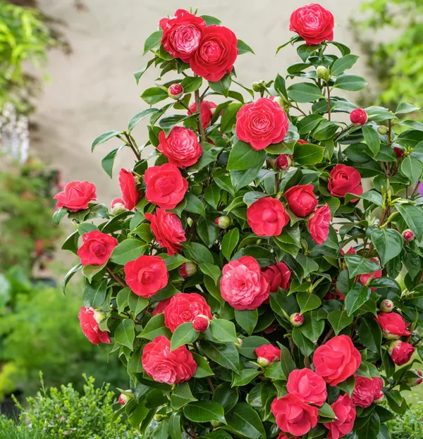 Camellia_Double_Petaled_Rose_Colour_Flowers_Live_Plant_Perfect_For_Your_Balcony_And_Home_Garden_Healthy_Live_Flowers_Plant