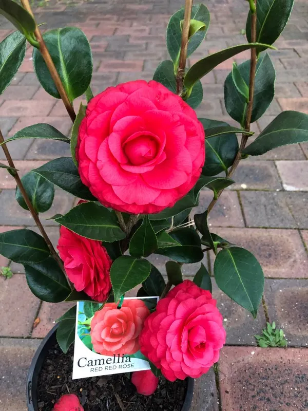 Camellia_Double_Petaled_Rose_Colour_Flowers_Live_Plant_Perfect_For_Your_Balcony_And_Home_Garden_Healthy_Live_Flowers_Plant