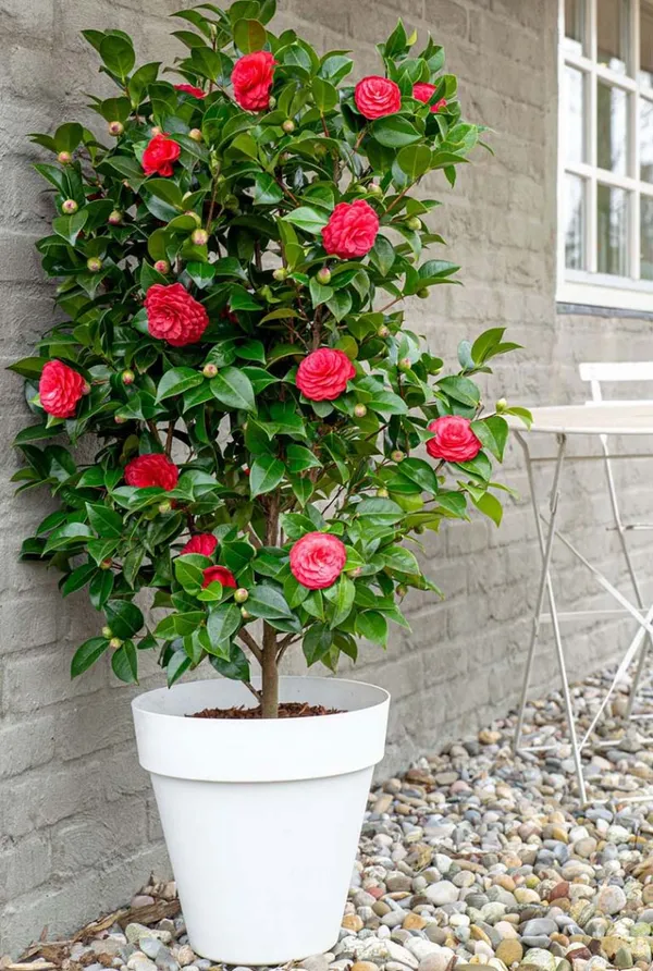 Camellia_Double_Petaled_Rose_Colour_Flowers_Live_Plant_Perfect_For_Your_Balcony_And_Home_Garden_Healthy_Live_Flowers_Plant