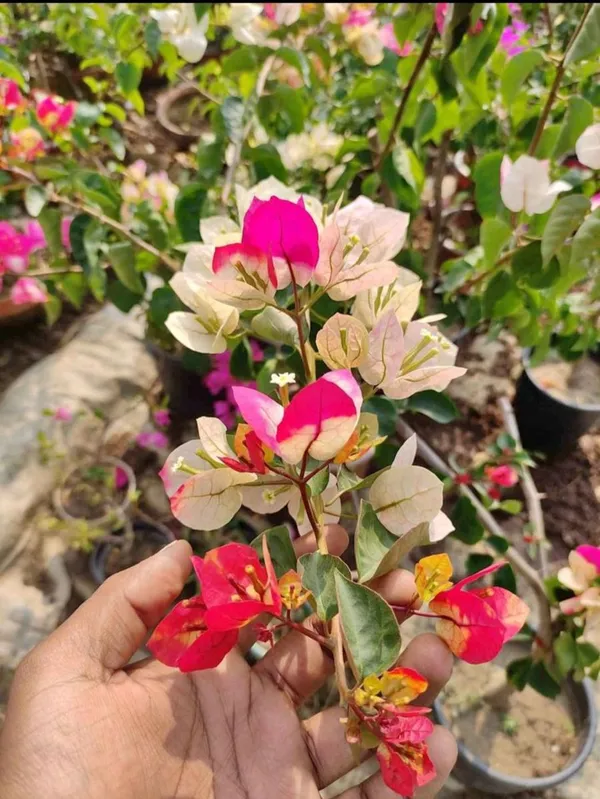 Chitra_Diamond_Bougainvillea_Flower_Live_Plant