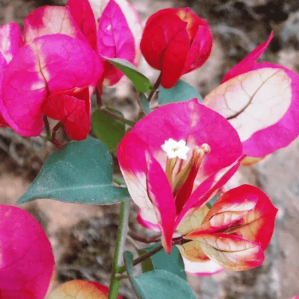 Chitra_Diamond_Bougainvillea_Flower_Live_Plant