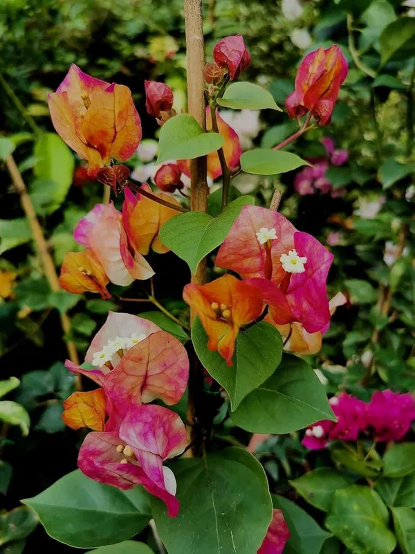 Chitra_Diamond_Bougainvillea_Flower_Live_Plant