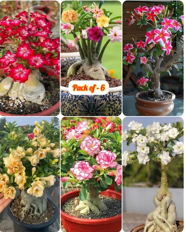 Adenium_Plant_Live_Combo_Without_Pot_Bonsai_Multi_Petal_Desert_Rose_Set_Of_Plants_|_All_Plants_Are_Seedling_Plants