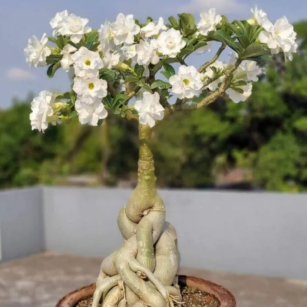 Adenium_Plant_Live_Combo_Without_Pot_Bonsai_Multi_Petal_Desert_Rose_Set_Of_Plants_|_All_Plants_Are_Seedling_Plants