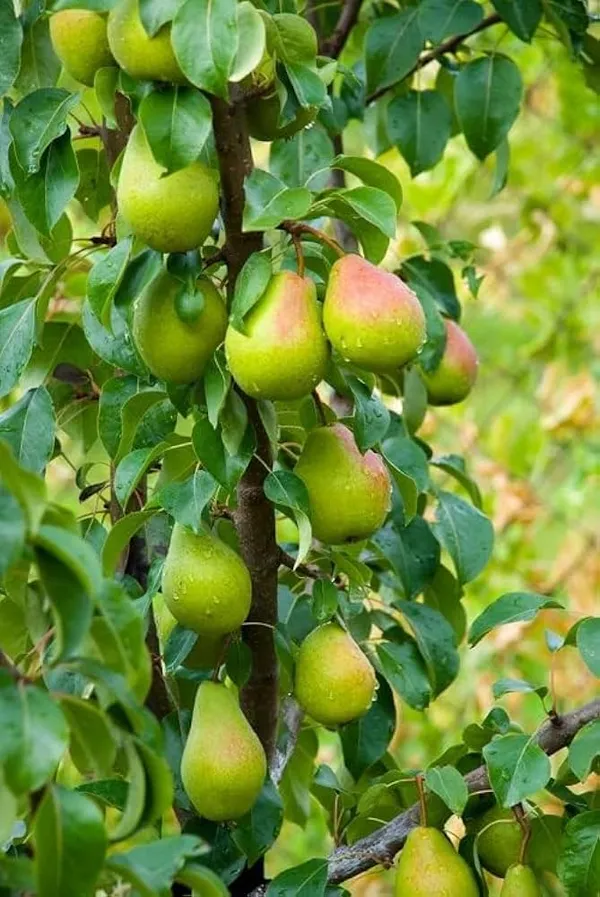 Thai_Pear_Nashpati_Hybrid_Fruit_Plant