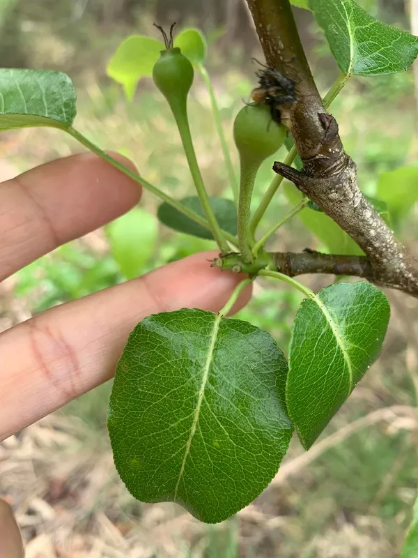 Thai_Pear_Nashpati_Hybrid_Fruit_Plant