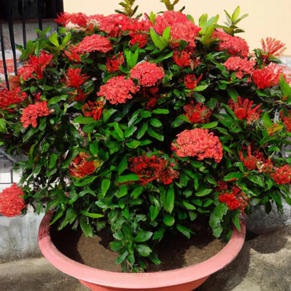 Ixora_Rugmini_Flower_Live_Plant