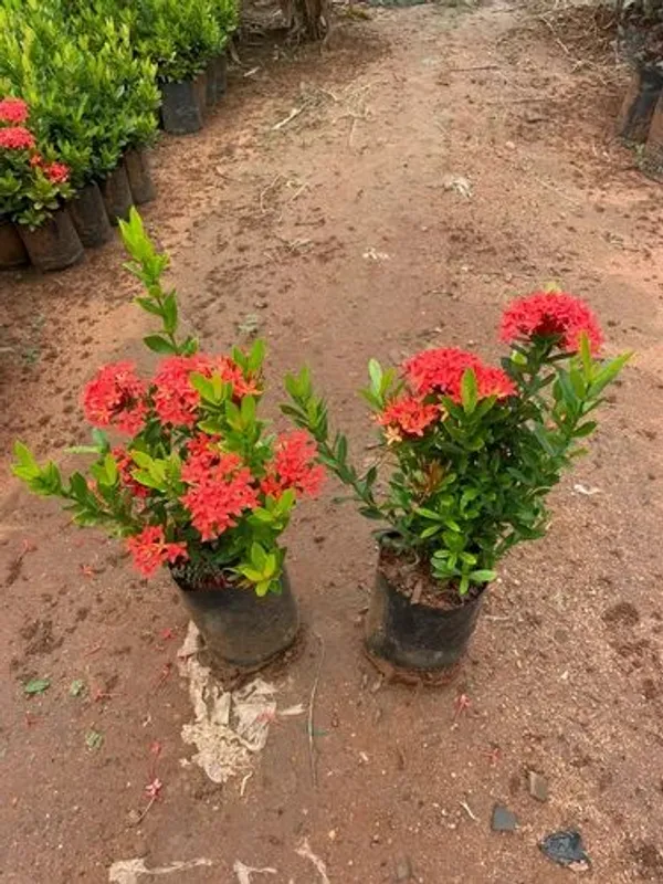 Ixora_Rugmini_Flower_Live_Plant