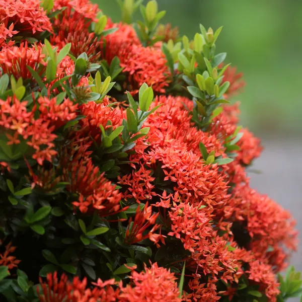 Ixora_Rugmini_Flower_Live_Plant