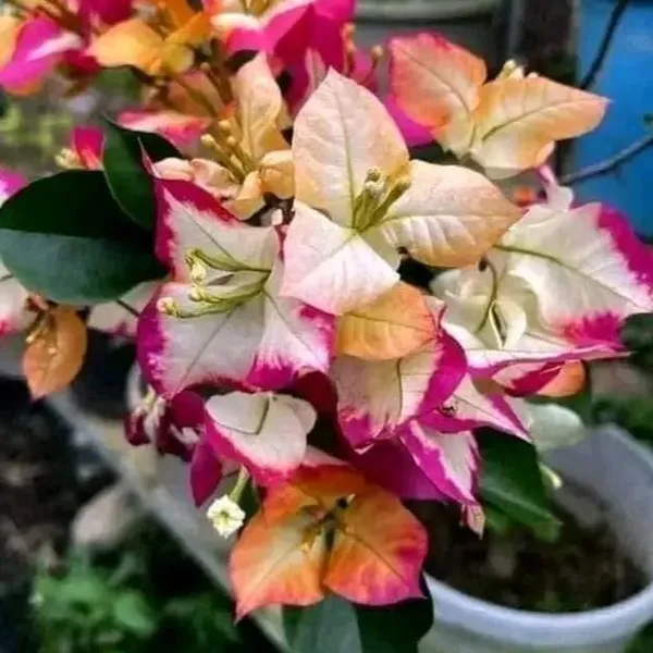 Sufiya_Bougainvillea_Flower_Live_Plant