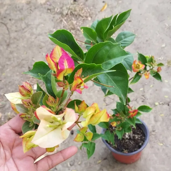 Sufiya_Bougainvillea_Flower_Live_Plant