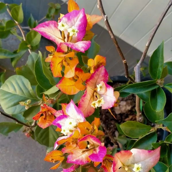 Sufiya_Bougainvillea_Flower_Live_Plant