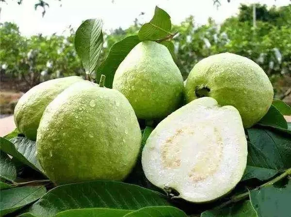 Thai_Sweet_Guava_Hybrid_Fruit_Plant