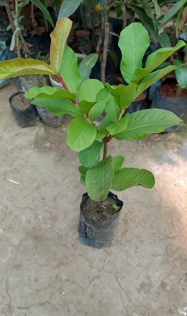 Thai_Sweet_Guava_Hybrid_Fruit_Plant