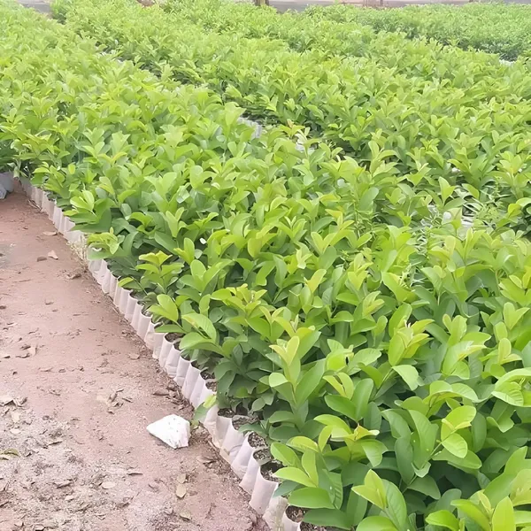 Thai_Sweet_Khaja_Guava_Amrood_Fruit_Air_Learning_Grafted_Plant