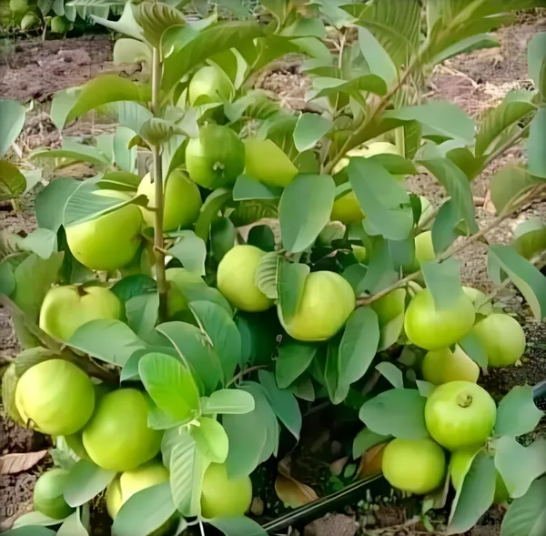 Thai_Sweet_Khaja_Guava_Amrood_Fruit_Air_Learning_Grafted_Plant