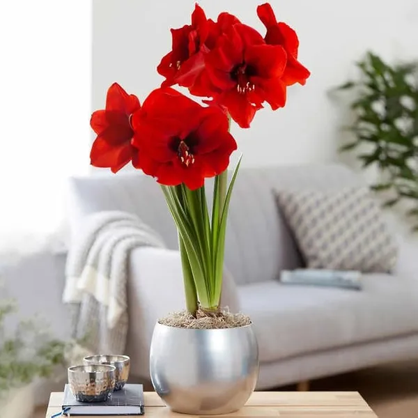 Amaryllis_Lily_Flower_Multicolour_Live_Plant_Bulb