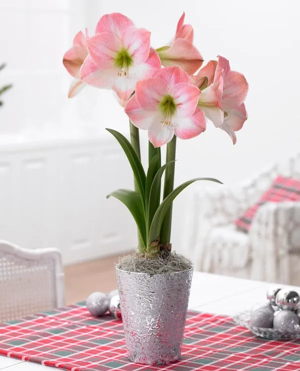 Amaryllis_Lily_Flower_Multicolour_Live_Plant_Bulb