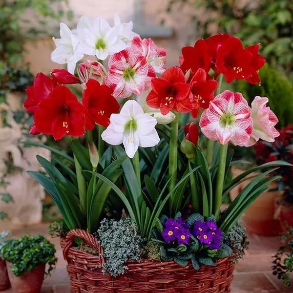 Amaryllis_Lily_Flower_Multicolour_Live_Plant_Bulb