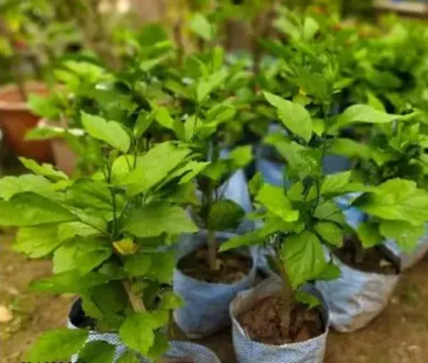 Rare_Variety_Multicolour_Rosa_Hibiscus_Gudhal_Flowers_Live_Plant