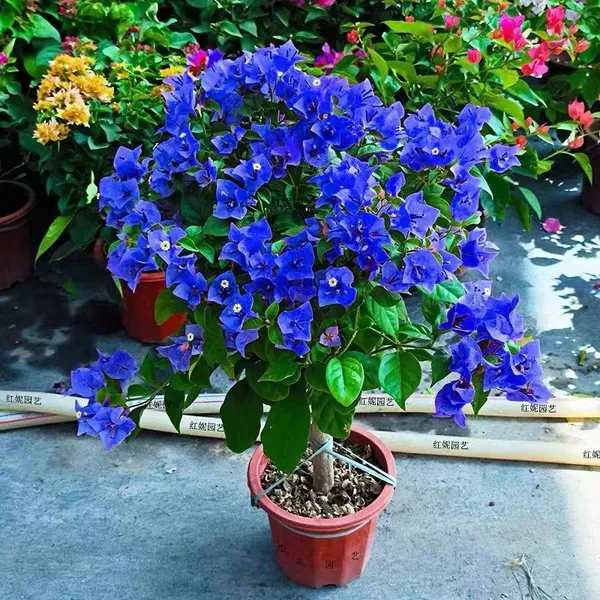 Blue_Angel_Bougainvillea_Flower_Live_Plant