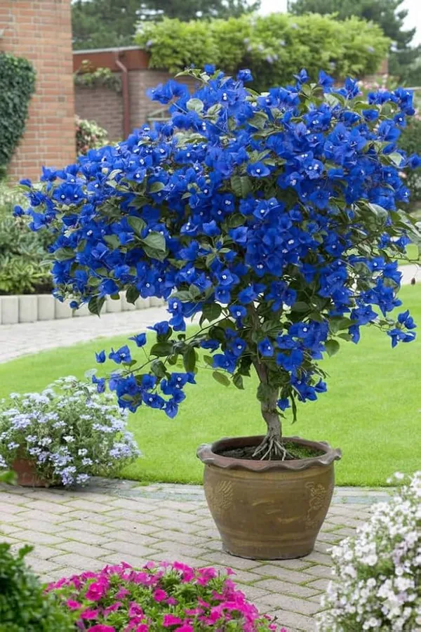 Blue_Angel_Bougainvillea_Flower_Live_Plant