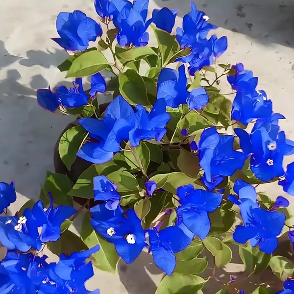Blue_Angel_Bougainvillea_Flower_Live_Plant