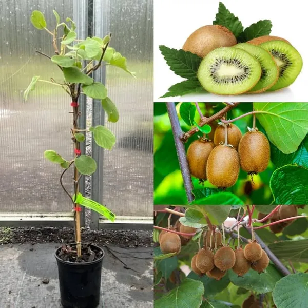 Kiwi_Fruit_Hybrid_Air_Learning_Grafted_Plant