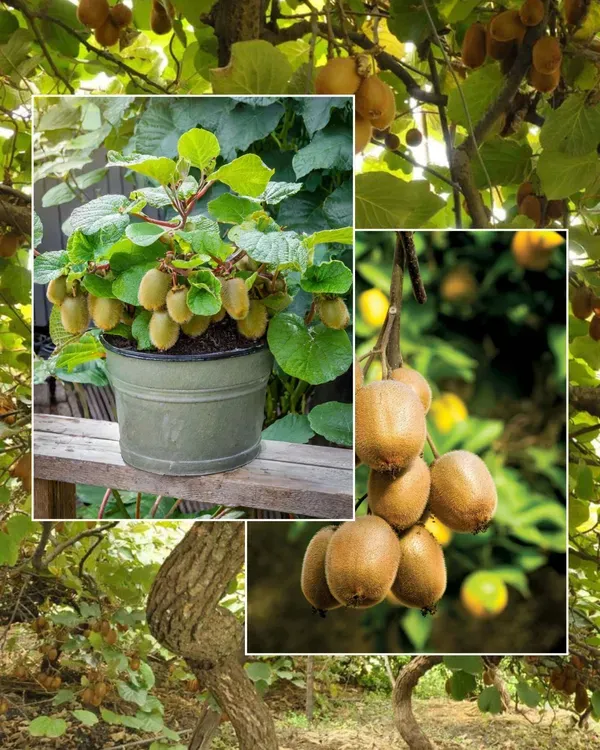 Kiwi_Fruit_Hybrid_Air_Learning_Grafted_Plant