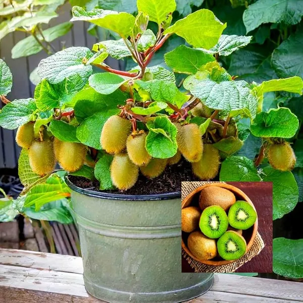 Kiwi_Fruit_Hybrid_Air_Learning_Grafted_Plant