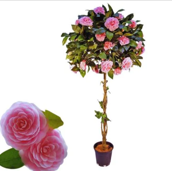 Camellia_Pink_Color_Hybrid_Flower_Plant
