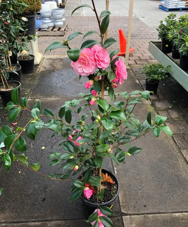 Camellia_Pink_Color_Hybrid_Flower_Plant