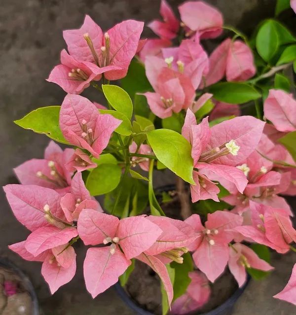 China_Kayata_Bougainvillea_Flower_Plant