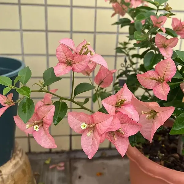 China_Kayata_Bougainvillea_Flower_Plant