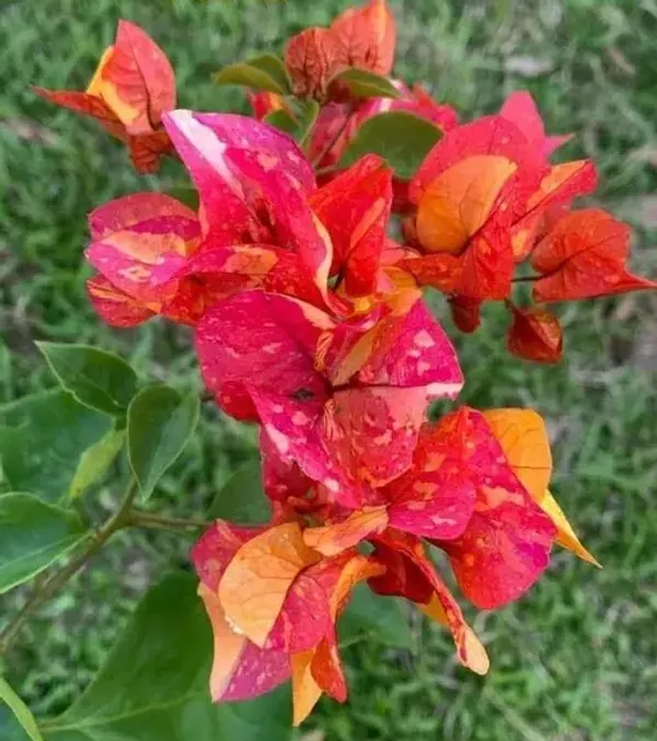 Adarna_Bougainvillea_Flower_Live_Plant