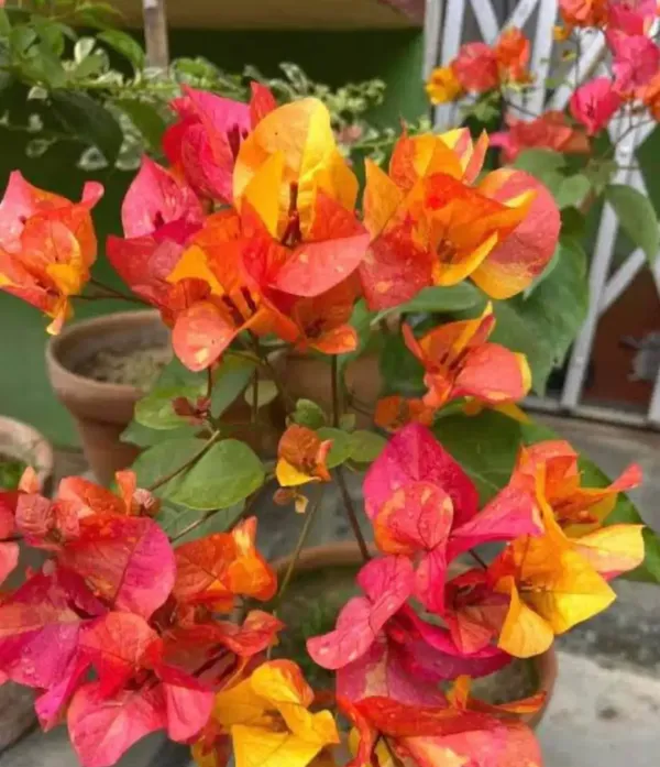 Adarna_Bougainvillea_Flower_Live_Plant