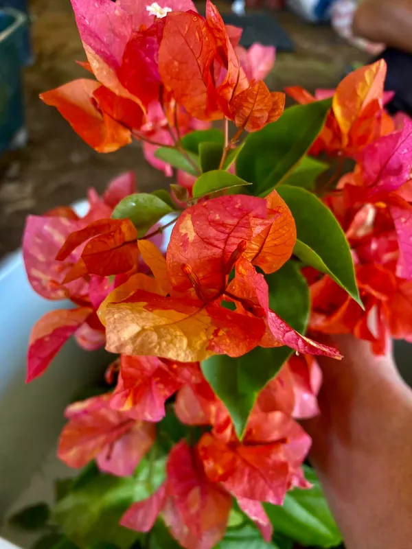 Adarna_Bougainvillea_Flower_Live_Plant