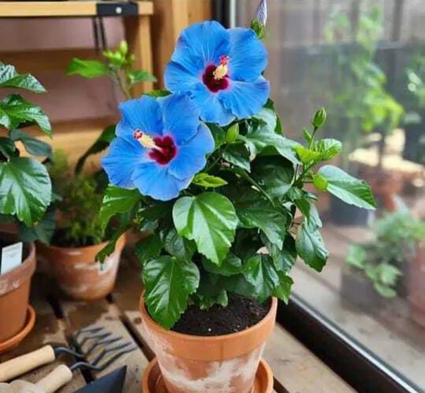 Blue_Hibiscus_Gudhal_Flowers_Live_Plant_Perfect_For_Your_Balcony_And_Home_Garden_Healthy_Live_Flowers_Plant