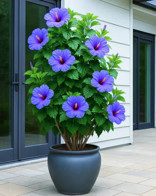 Blue_Hibiscus_Gudhal_Flowers_Live_Plant_Perfect_For_Your_Balcony_And_Home_Garden_Healthy_Live_Flowers_Plant