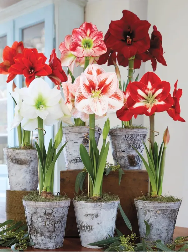 Amaryllis_Lily_Flower_Live_Plant_Bulb_Multicolour