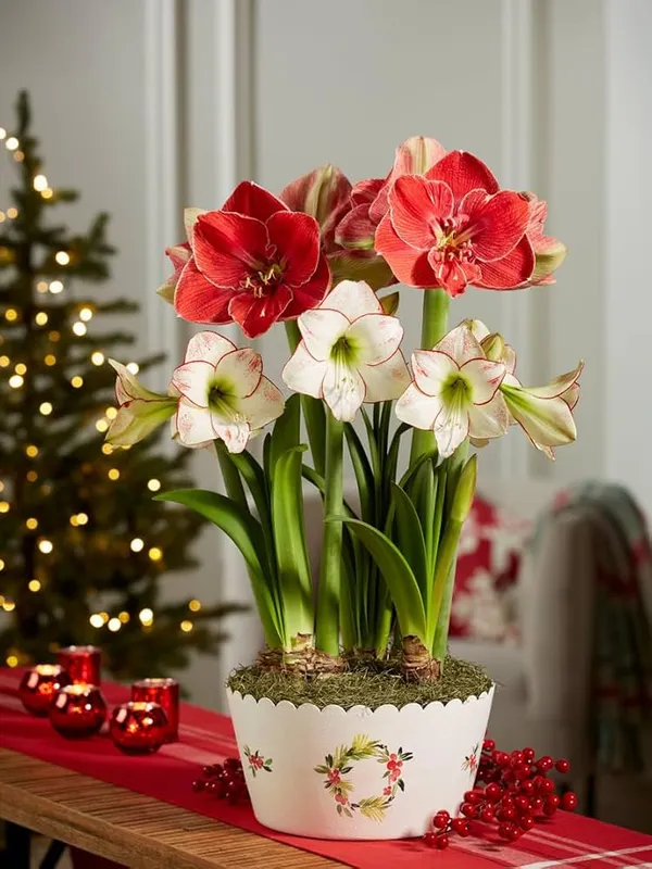 Amaryllis_Lily_Flower_Live_Plant_Bulb_Multicolour