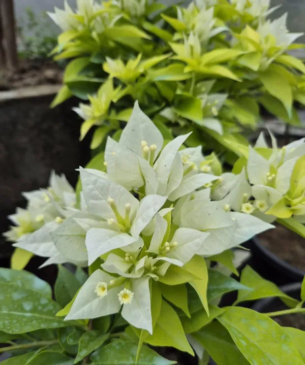 Miss_Alice_Bougainvillea_Flower_Live_Plant