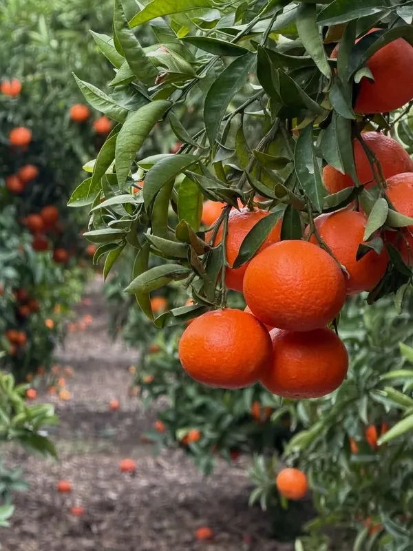 Vietnam_Sweet_Orange_Santra_Grafted_Fruit_Plant