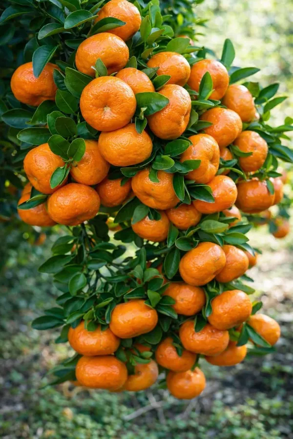 Vietnam_Sweet_Orange_Santra_Grafted_Fruit_Plant