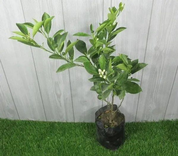 Vietnam_Sweet_Orange_Santra_Grafted_Fruit_Plant