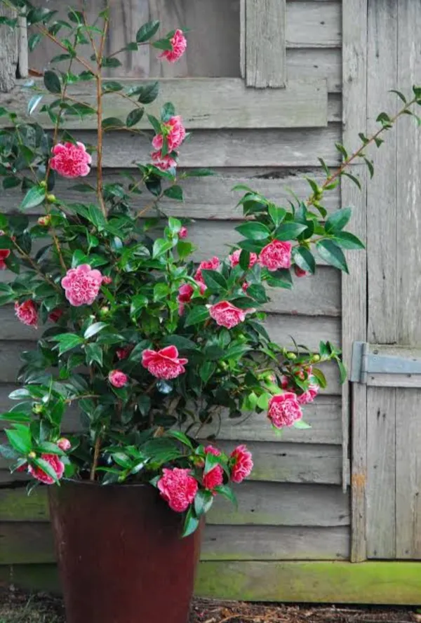 Camellia_Double_Petal_Pink_Colour_Flowers_Live_Plant_Perfect_For_Your_Balcony_And_Home_Garden_Healthy_Live_Flowers_Plant
