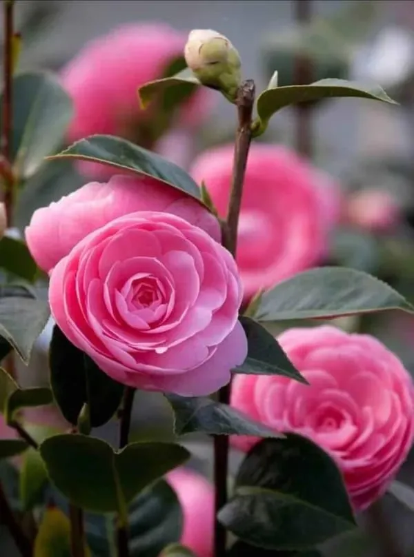 Camellia_Double_Petal_Pink_Colour_Flowers_Live_Plant_Perfect_For_Your_Balcony_And_Home_Garden_Healthy_Live_Flowers_Plant
