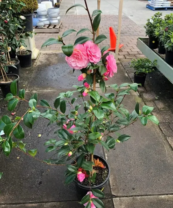 Camellia_Double_Petal_Pink_Colour_Flowers_Live_Plant_Perfect_For_Your_Balcony_And_Home_Garden_Healthy_Live_Flowers_Plant