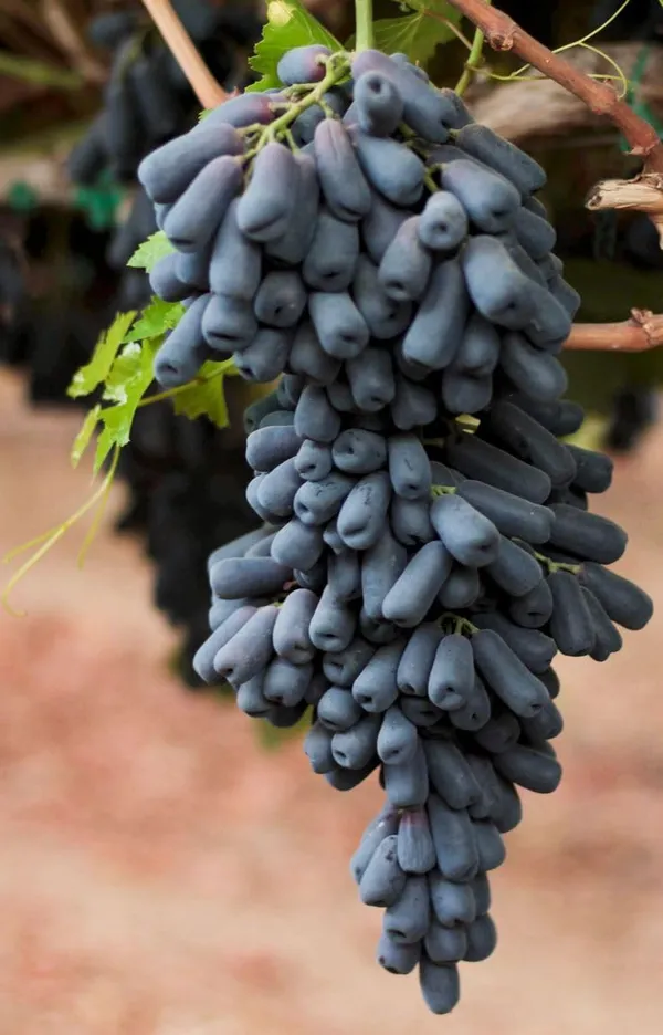 Finger_Grapes_Hybrid_Fruit_Plant_Thailand_Variety